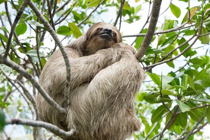 discover the adorable residents are there sloths in roatan honduras