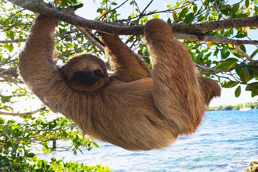 discover the native sloths of roatan a truly unique wildlife