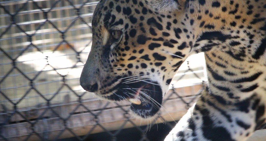 exploring roatan are there jaguars on the island