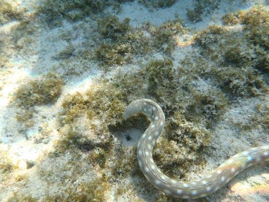 exploring roatan are there snakes on the island