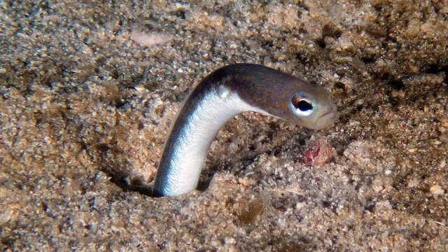 exploring roatans wildlife uncovering the mystery of snakes